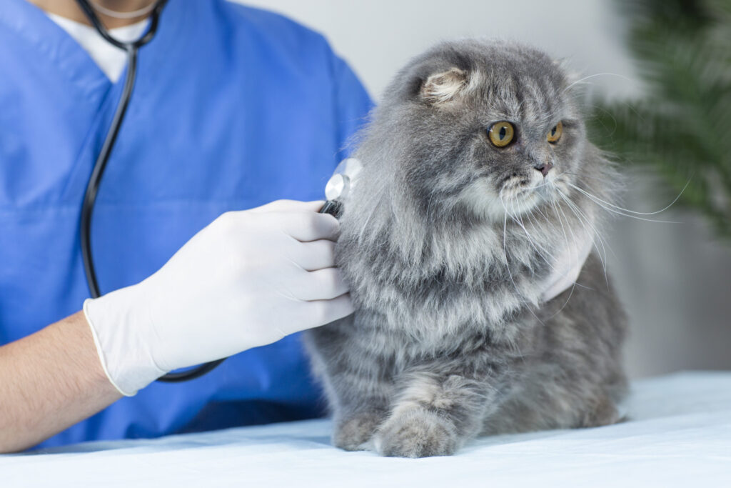 猫種ごとに注意したい病気