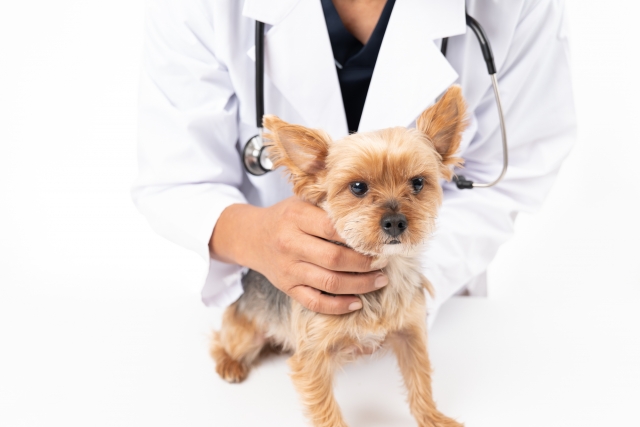 犬種ごとに注意したい病気
