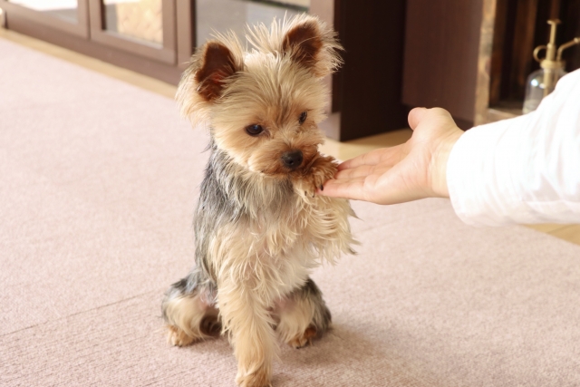 愛犬と一緒に学び、楽しく暮らすためのグループレッスン