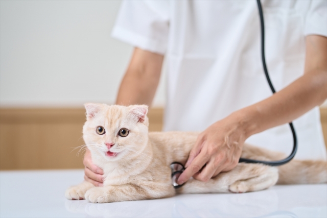 元気に見えるときこそ、体の状態を確認しましょう