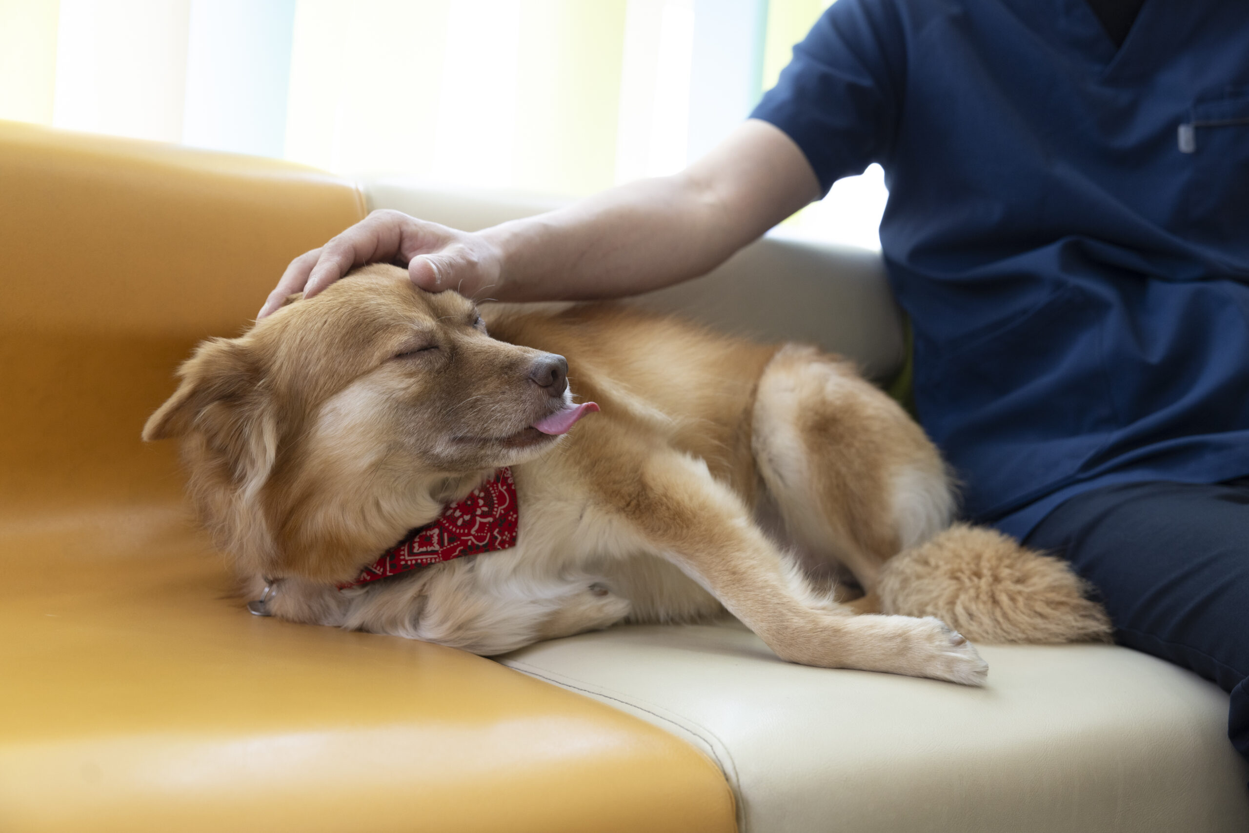 小さい頃に亡くした愛犬との経験が、獣医師を目指す原点になった